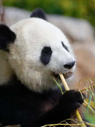 Zoo de Beauval